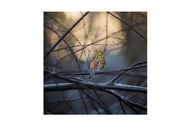 Canvastaulu 45x45 cm - Värikäs lintu oksalla oksien ja sumun ympäröimänä - Keltainen / Ruskea / Harmaa - Sisustustuotteet - Taulu & taide - Canvas-taulu