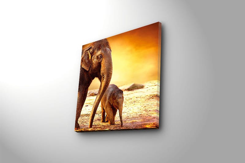 Canvastaulu Animal Monivärinen - 45x45 cm - Sisustustuotteet - Taulu & taide - Canvas-taulu