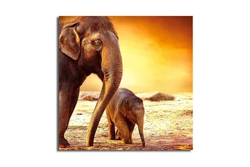 Canvastaulu Animal Monivärinen - 45x45 cm - Sisustustuotteet - Taulu & taide - Canvas-taulu