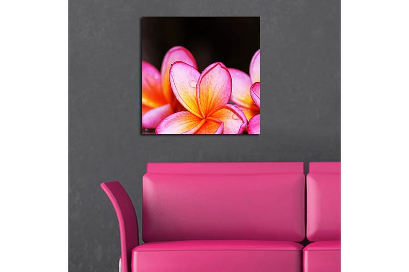 Canvastaulu Animal Monivärinen - 45x45 cm - Sisustustuotteet - Taulu & taide - Canvas-taulu