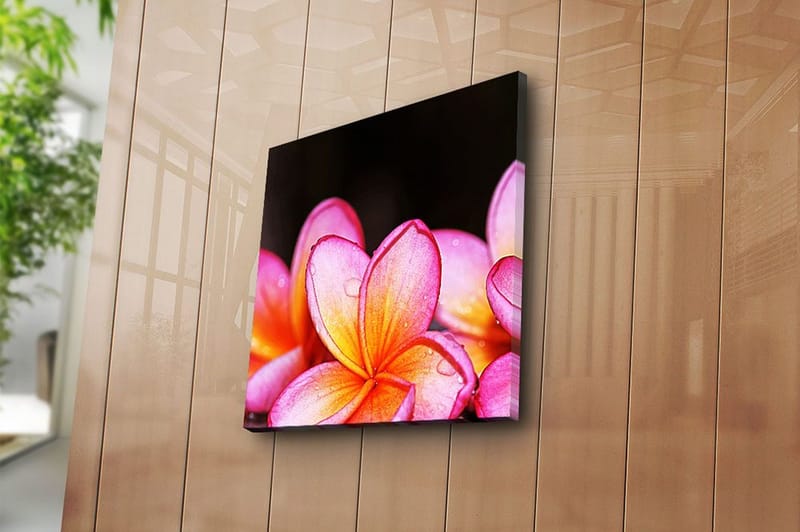 Canvastaulu Animal Monivärinen - 45x45 cm - Sisustustuotteet - Taulu & taide - Canvas-taulu