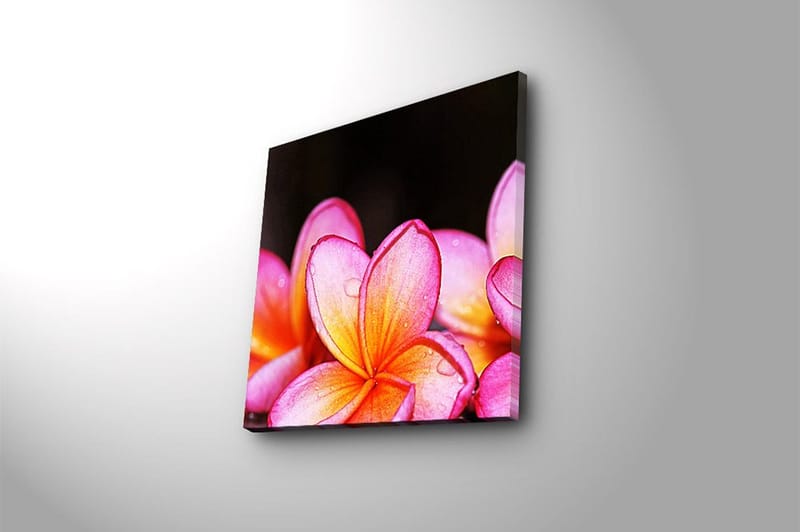 Canvastaulu Animal Monivärinen - 45x45 cm - Sisustustuotteet - Taulu & taide - Canvas-taulu