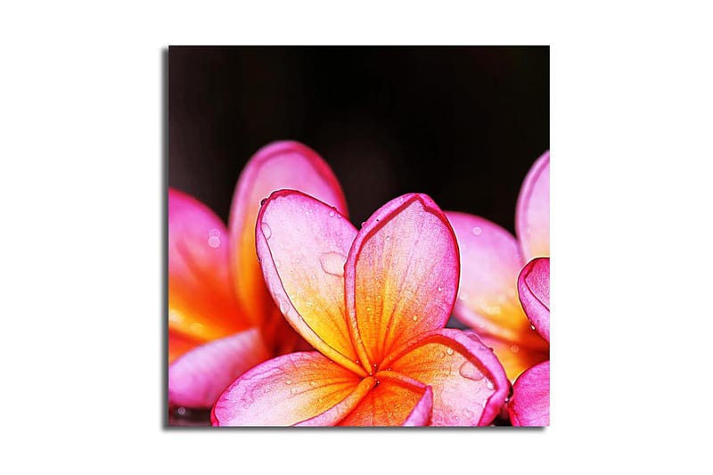 Canvastaulu Animal Monivärinen, 45x45 cm