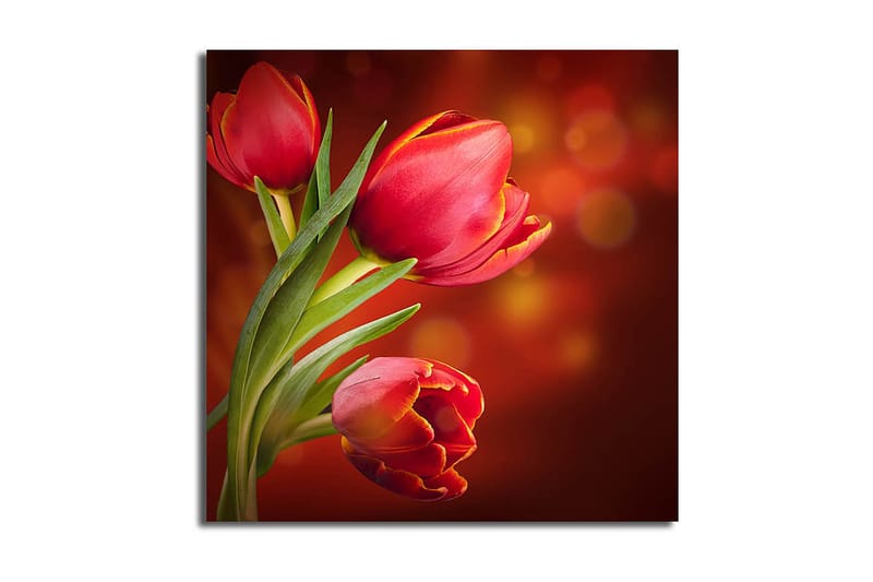 Canvastaulu Animal Monivärinen, 45x45 cm