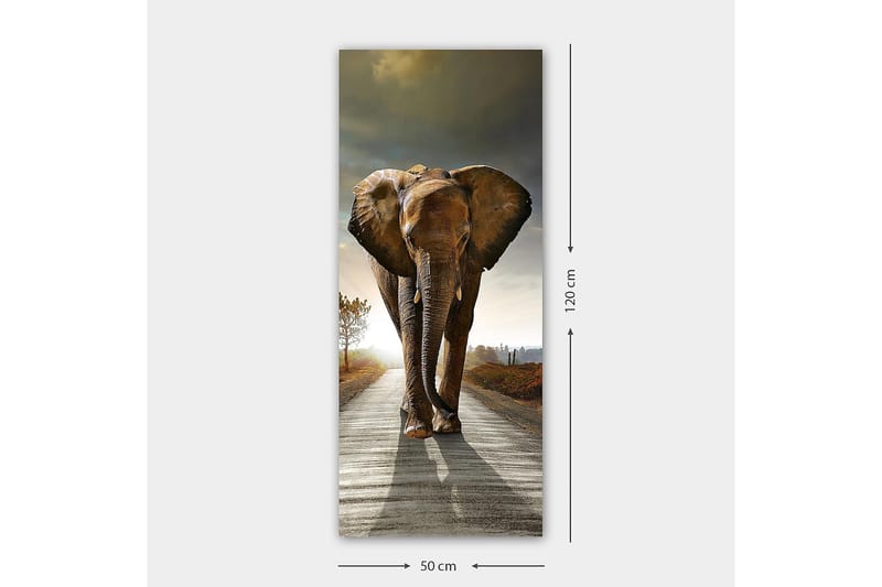 Canvastaulu DKY Animals Monivärinen - 50x120 cm - Canvas-taulu - Seinäkoristeet