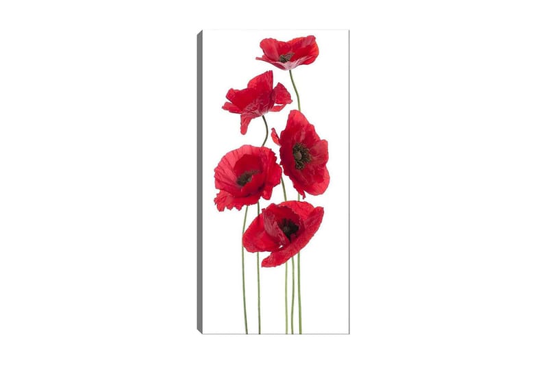 Canvastaulu DKY Floral & Botanical Monivärinen - 50x120 cm - Sisustustuotteet - Taulu & taide - Canvas-taulu