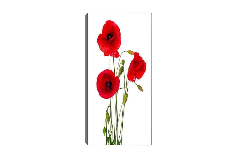 Canvastaulu DKY Floral & Botanical Monivärinen - 50x120 cm - Sisustustuotteet - Taulu & taide - Canvas-taulu