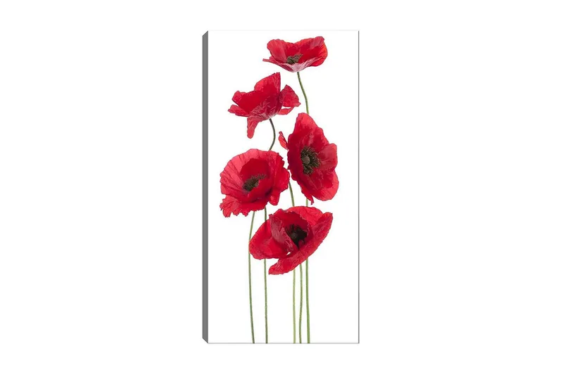 Canvastaulu DKY Floral & Botanical Monivärinen, 50x120 cm