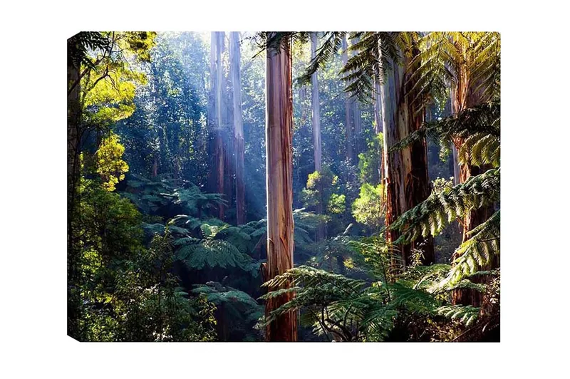 Canvastaulu - Hiljainen metsä korkeiden eukalyptuspuiden ja rehevän kasvillisuuden kanssa, Vihreä / Ruskea / Keltainen