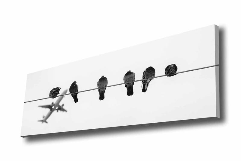 Canvastaulu - Linnut vaijerilla, taustalla lentokone, Musta / Valkoinen