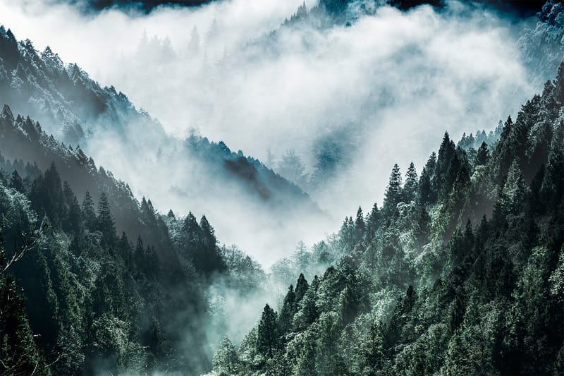 Canvastaulu MistyForest - 88x012 cm - Sisustustuotteet - Taulu & taide - Canvas-taulu