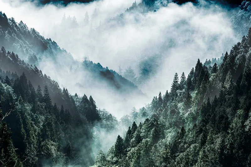 Canvastaulu MistyForest, 88x012 cm