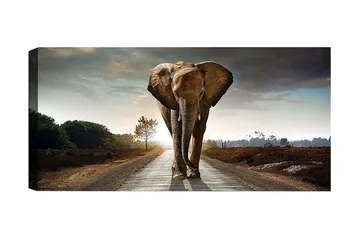 Canvastaulu YTY Animals Monivärinen - 120x50 cm - Sisustustuotteet - Taulu & taide - Canvas-taulu