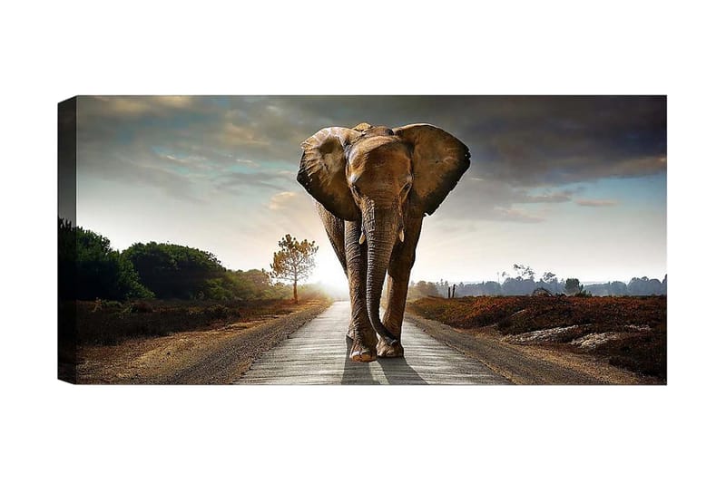 Canvastaulu YTY Animals Monivärinen - 120x50 cm - Sisustustuotteet - Taulu & taide - Canvas-taulu