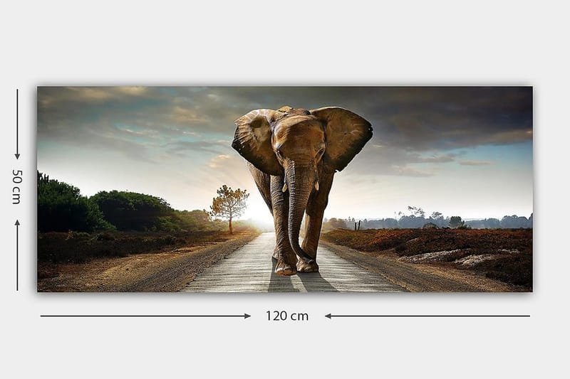 Canvastaulu YTY Animals Monivärinen - 120x50 cm - Sisustustuotteet - Taulu & taide - Canvas-taulu