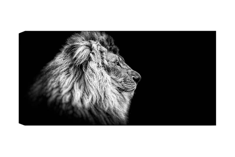 Canvastaulu YTY Animals Monivärinen, 120x50 cm