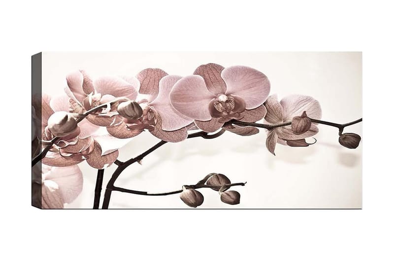 Canvastaulu YTY Floral & Botanical Monivärinen - 120x50 cm - Sisustustuotteet - Taulu & taide - Canvas-taulu