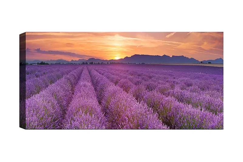 Canvastaulu YTY Floral & Botanical Monivärinen, 120x50 cm