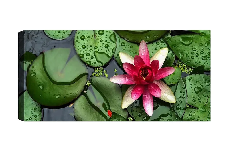 Canvastaulu YTY Floral & Botanical Monivärinen, 120x50 cm