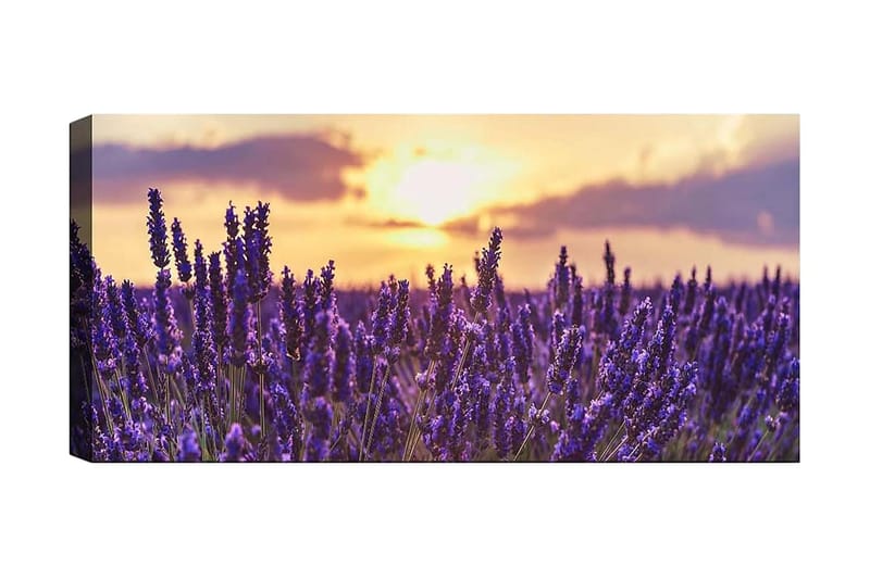 Canvastaulu YTY Floral & Botanical Monivärinen, 120x50 cm