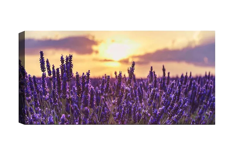 Canvastaulu YTY Floral & Botanical Monivärinen, 120x50 cm