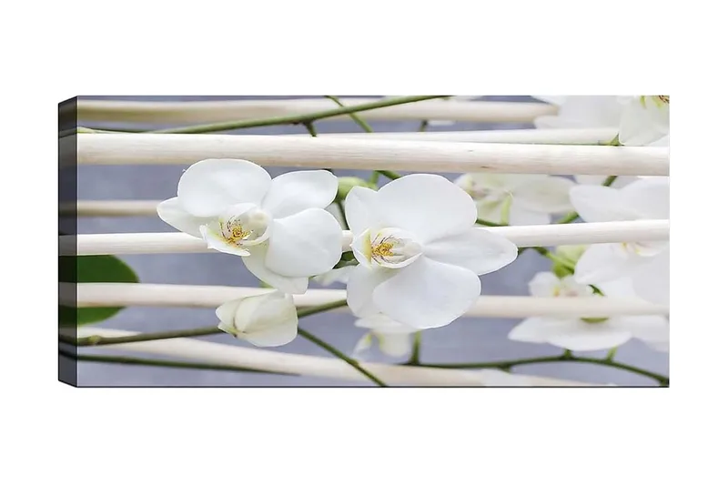 Canvastaulu YTY Floral & Botanical Monivärinen, 120x50 cm