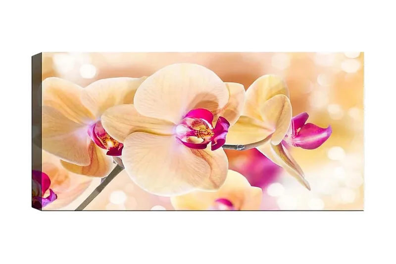 Canvastaulu YTY Floral & Botanical Monivärinen, 120x50 cm