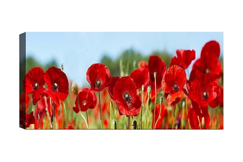 Canvastaulu YTY Floral & Botanical Monivärinen, 120x50 cm