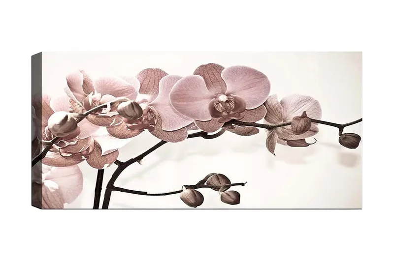 Canvastaulu YTY Floral & Botanical Monivärinen, 120x50 cm