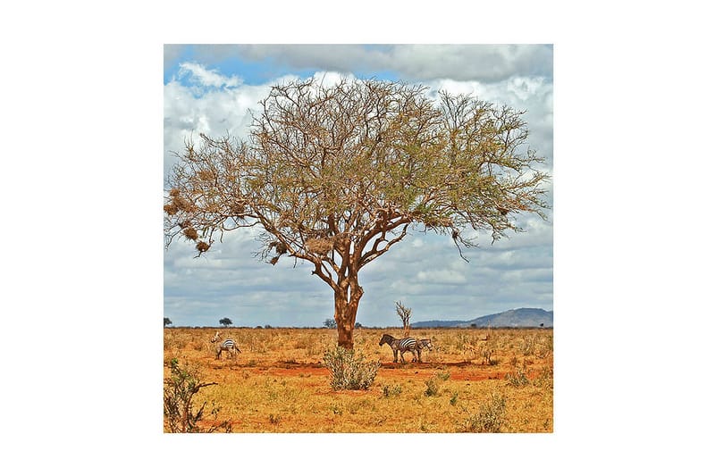 Koristeellinen Canvas Maalaus, undefined