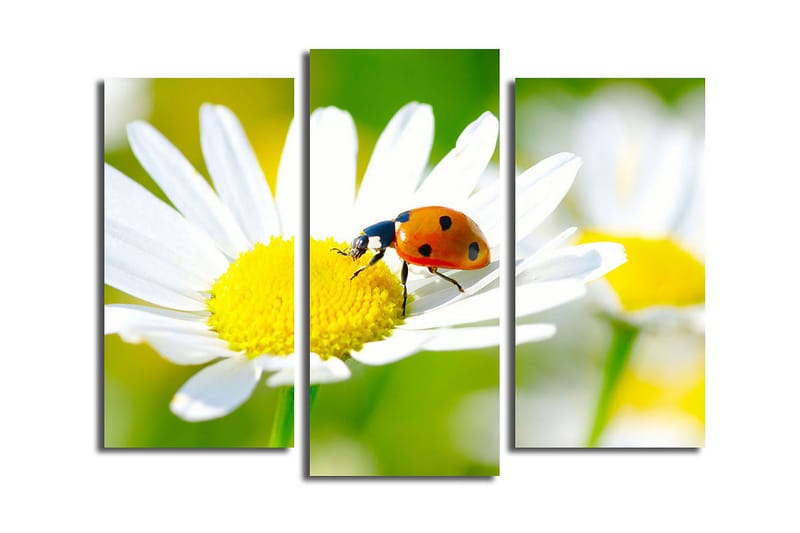 Koristeellinen Canvas Taulu (3 osaa) - Sisustustuotteet - Taulu & taide - Canvas-taulu