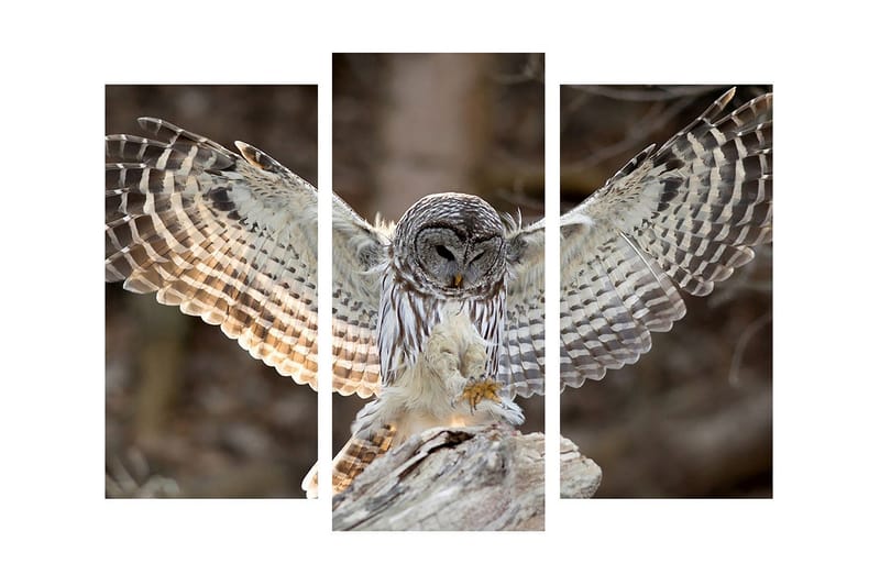 Koristeellinen Canvas Taulu (3 osaa), undefined