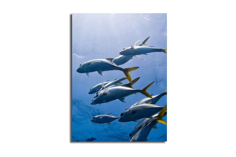 Koristeellinen Canvastaulu 28x38 cm, Monivärinen