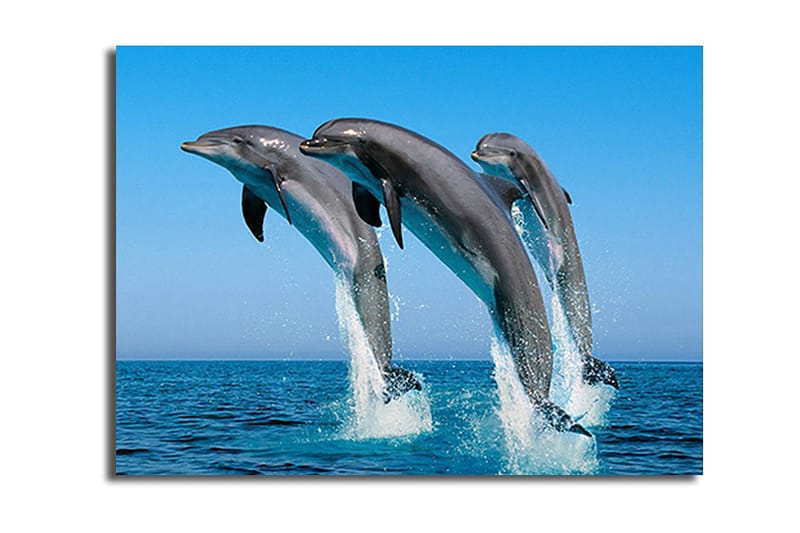 Koristeellinen Canvastaulu 28x38 cm, Monivärinen