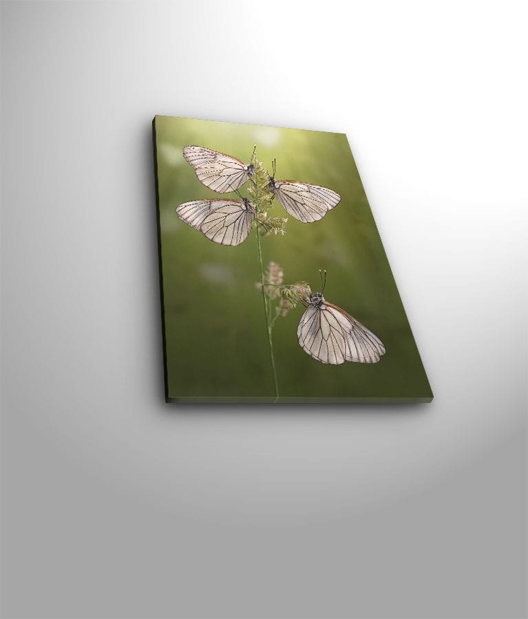 Koristeellinen Canvastaulu 30x40 cm, Monivärinen