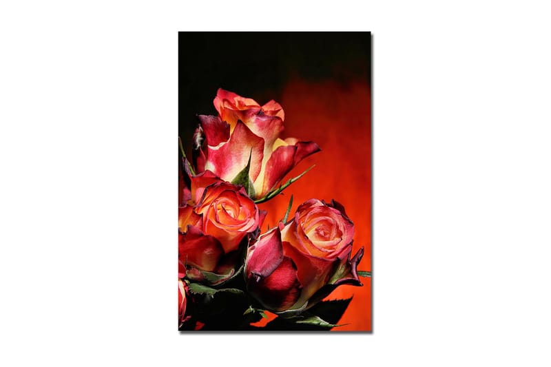 Koristeellinen Canvastaulu 45x70 cm, Monivärinen