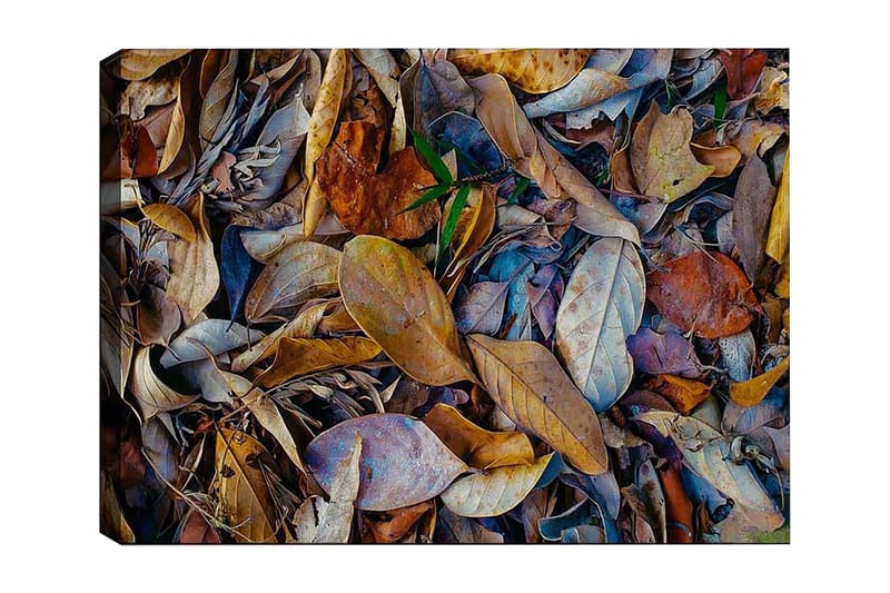 Koristeellinen Canvastaulu 50x70 cm - Monivärinen - Sisustustuotteet - Taulu & taide - Canvas-taulu