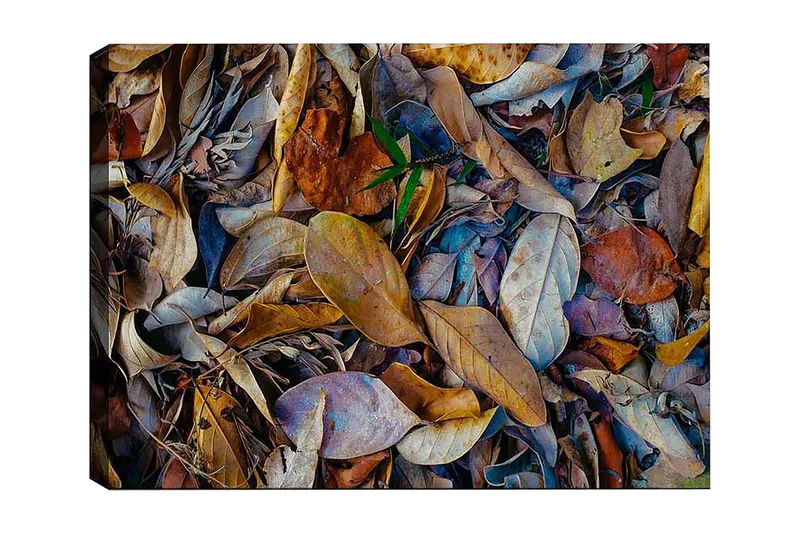 Koristeellinen Canvastaulu 50x70 cm, Monivärinen