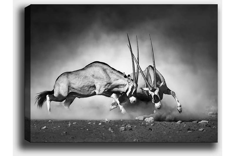 Koristeellinen Canvastaulu 50x70 cm, Monivärinen