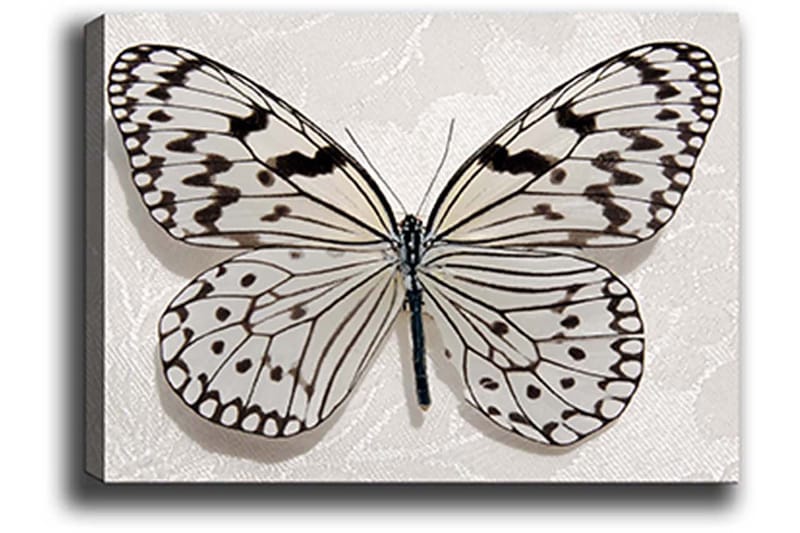 Koristeellinen Canvastaulu 50x70 cm - Monivärinen - Sisustustuotteet - Taulu & taide - Canvas-taulu