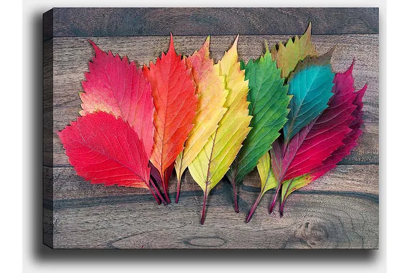 Koristeellinen Canvastaulu 50x70 cm - Monivärinen - Sisustustuotteet - Taulu & taide - Canvas-taulu