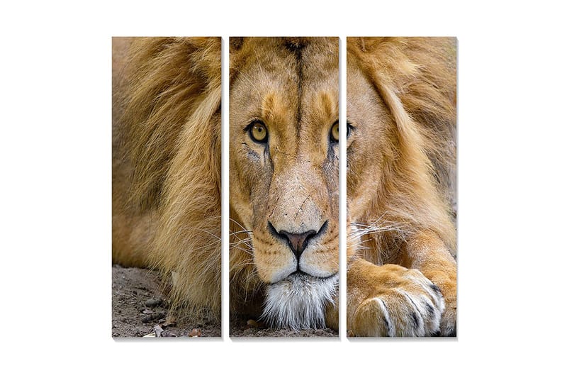 Puinen canvas-taulu, 3 osaa, 50x70 cm - Upea leijonanpää intensiivisin silmin, Kulta / Ruskea / Beige