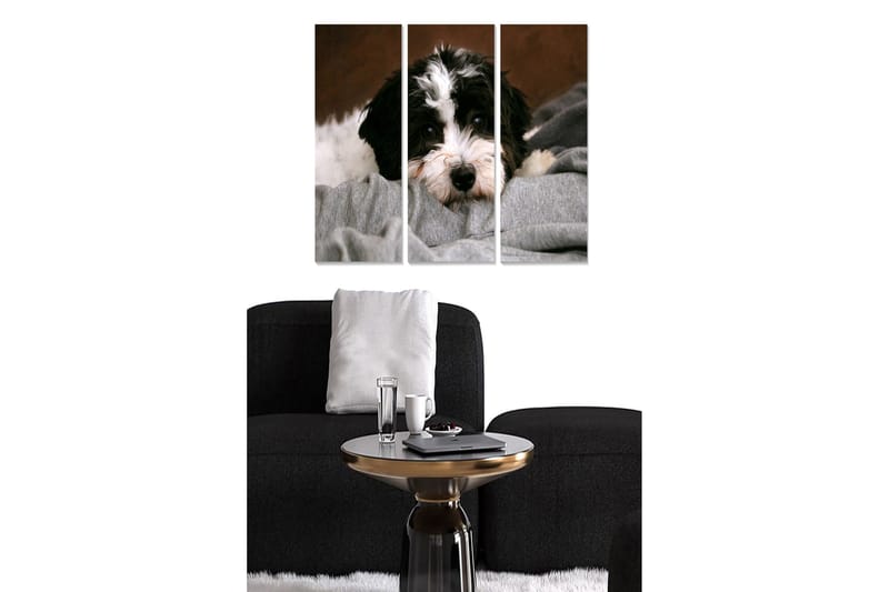 Puinen canvastaulu, 3 osaa, 50x70 cm - Söpö koira lepää pehmeällä viltillä, Musta / Valkoinen / Harmaa
