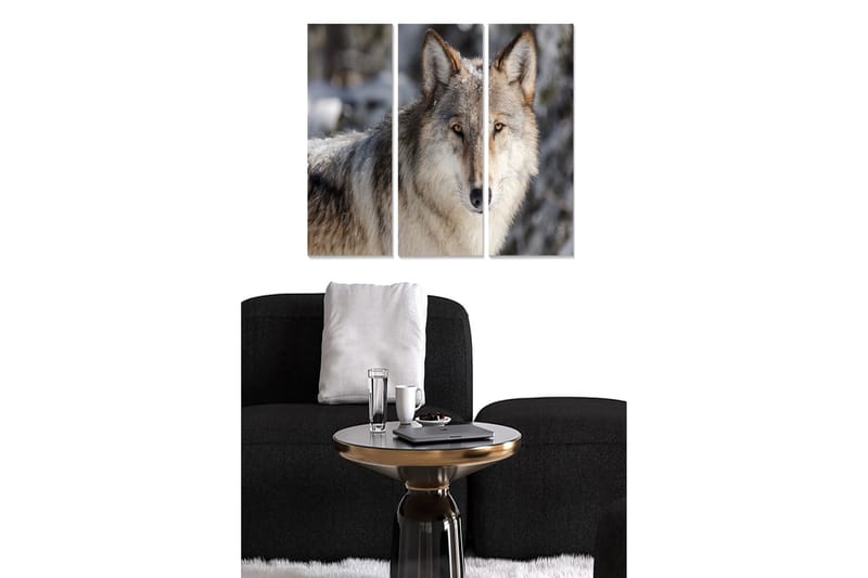 Puinen canvastaulu, 3 osaa, 50x70 cm - Susi luonnollisessa ympäristössä intensiivisen katseen kanssa, Harmaa / Beige / Ruskea