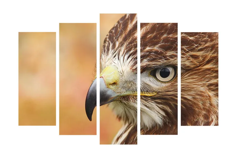 Suuri 5-osainen canvas-taulu, 105x70 cm - Lähikuva majesteettisesta haukasta, jonka kasvot ja silmät on keskitetty, Ruskea / Harmaa / Keltainen