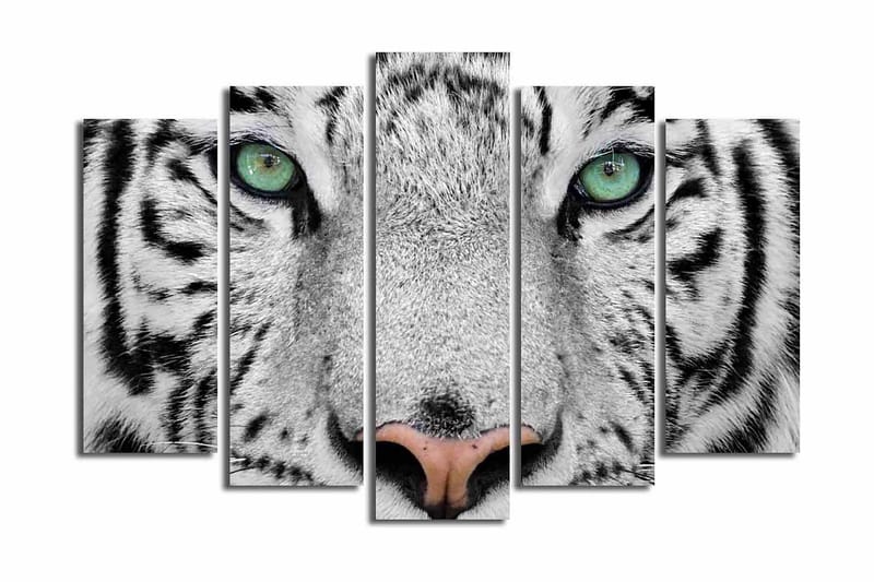Suuri 5-osainen canvas-taulu, 105x70 cm - Lähikuva valkoisesta tiikeristä intensiivisillä silmillä, Valkoinen / Musta / Vihreä