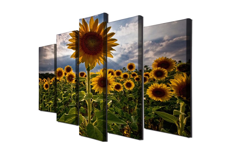 Suuri 5-osainen canvas-taulu 105x70 cm - Aurinkoiset auringonkukat kukkivassa pellolla, Keltainen / Vihreä / Ruskea