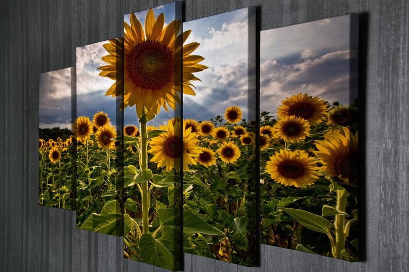 Suuri 5-osainen canvas-taulu 105x70 cm - Aurinkoiset auringonkukat kukkivassa pellolla - Keltainen / Vihreä / Ruskea - Sisustustuotteet - Taulu & taide - Canvas-taulu