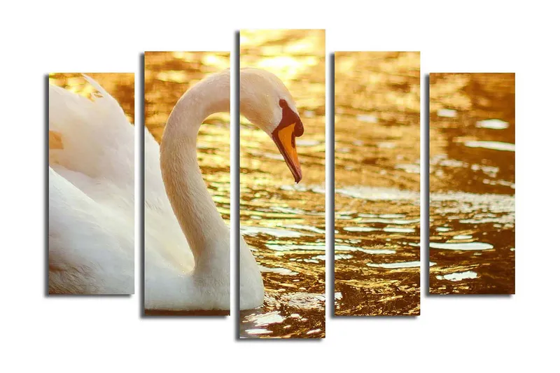 Suuri 5-osainen canvas-taulu 105x70 cm - Elegantti joutsen veden pinnalla, Valkoinen / Kulta / Oranssi