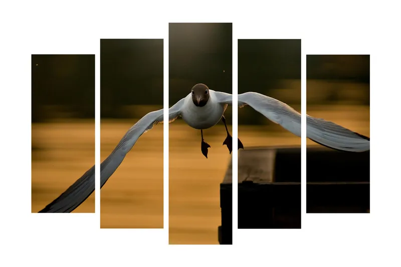Suuri 5-osainen canvas-taulu 105x70 cm - Lentävä lokki kultaisessa hämärässä, Valkoinen / Musta / Kultainen